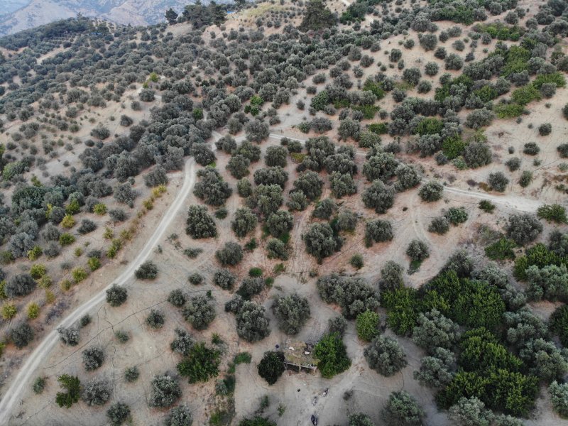 Deprem bölgesinde yüz güldüren hasat; sofralık zeytin kilogram fiyatı 70 TL'den alıcı buluyor