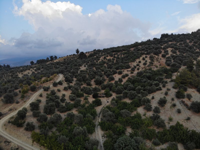 Deprem bölgesinde yüz güldüren hasat; sofralık zeytin kilogram fiyatı 70 TL'den alıcı buluyor