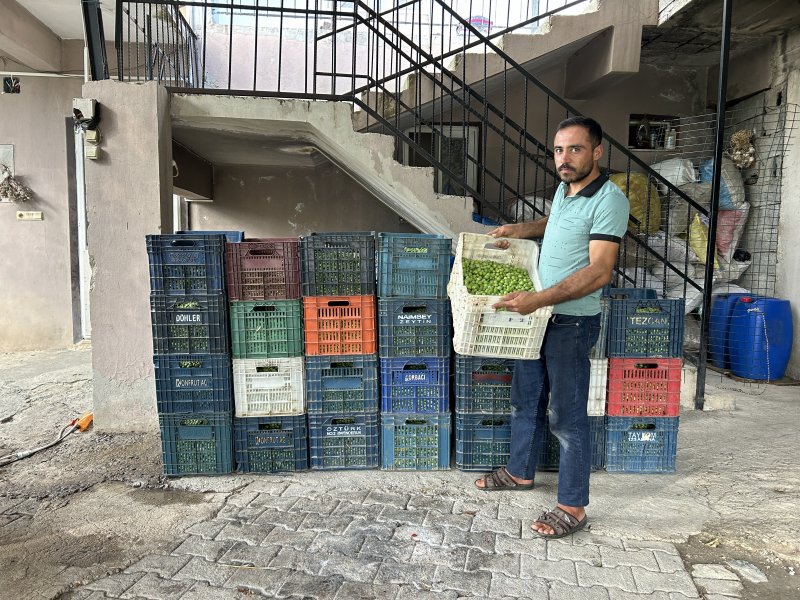 Deprem bölgesinde yüz güldüren hasat; sofralık zeytin kilogram fiyatı 70 TL'den alıcı buluyor