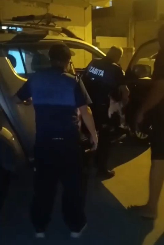 Reyhanlı’da bitkin halde bulunan leylek, zabıta ekiplerince koruma altına alındı