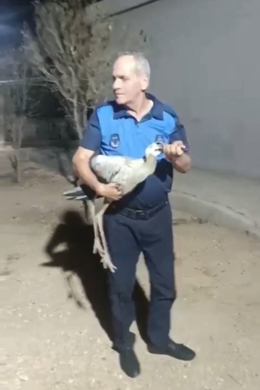 Reyhanlı’da bitkin halde bulunan leylek, zabıta ekiplerince koruma altına alındı