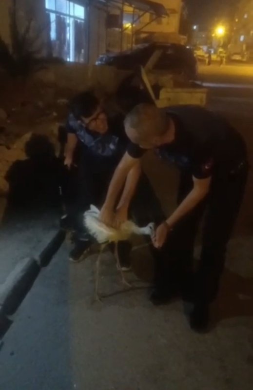 Reyhanlı’da bitkin halde bulunan leylek, zabıta ekiplerince koruma altına alındı