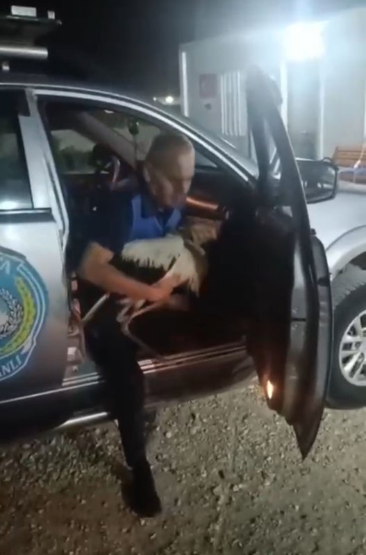 Reyhanlı’da bitkin halde bulunan leylek, zabıta ekiplerince koruma altına alındı