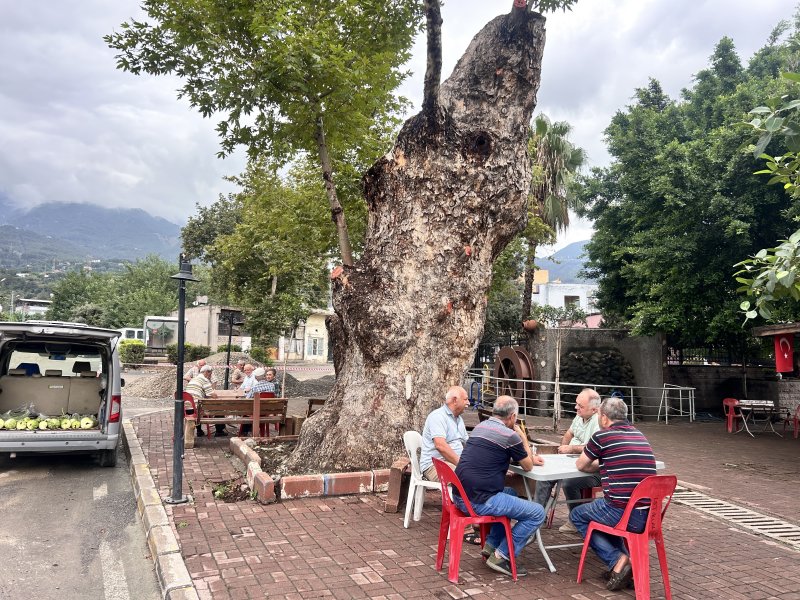 Dev cüsseli 500 yıllık çınar ağacı yıllara meydan okuyor