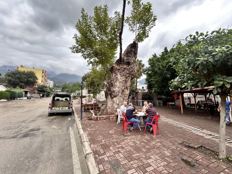 Dev cüsseli 500 yıllık çınar ağacı yıllara meydan okuyor