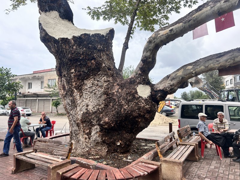 Dev cüsseli 500 yıllık çınar ağacı yıllara meydan okuyor