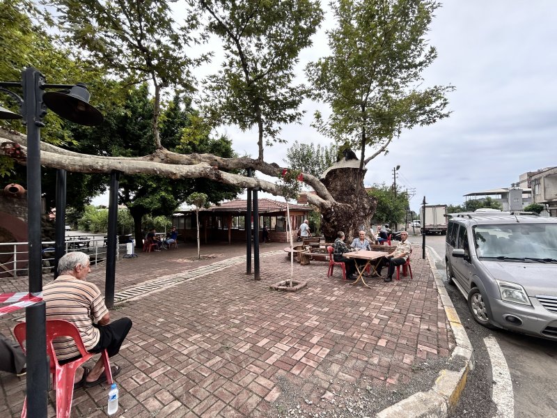 Dev cüsseli 500 yıllık çınar ağacı yıllara meydan okuyor