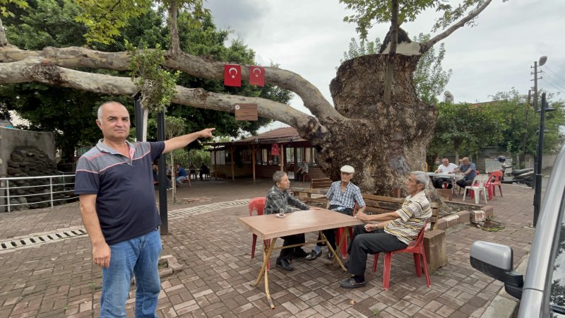 Dev cüsseli 500 yıllık çınar ağacı yıllara meydan okuyor