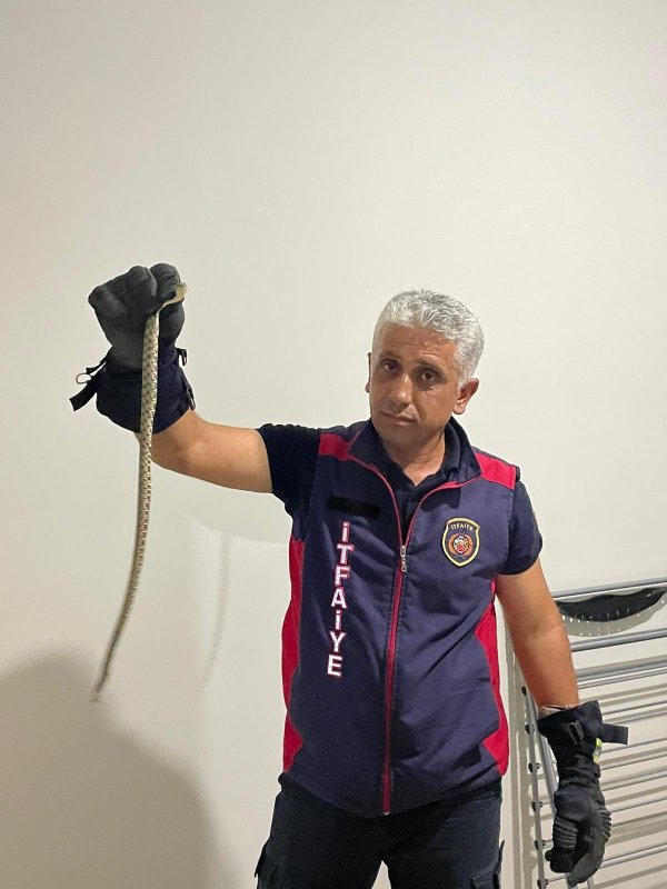 Hatay’da eve giren yılanları itfaiye yakaladı (Fotoğraflı) Mehmet İhsan Çakar HATAY (İHA) - Hatay’da 2 farklı eve giren yılanlar itfaiye ekipleri tarafından yakalandı. Hava sıcaklığının etkisini hissettirdiği Hatay’da sürüngenler insanların yaşam alanlarına girmeye devam ediyorlar. Erzin ve Kırıkhan ilçesinde havaların sıcak olması sebebiyle yerleşim yerlerinde görülen yılanları fark eden vatandaşlar durumu itfaiye ekiplerine bildirdi. İtfaiye ekipleri, her 2 evdeki yılanı da yakalayarak zarar vermeden doğaya bıraktı.