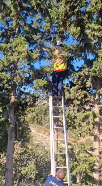 Ağaçta mahsur kalan kedi, merdiven yardımıyla kurtarıldı