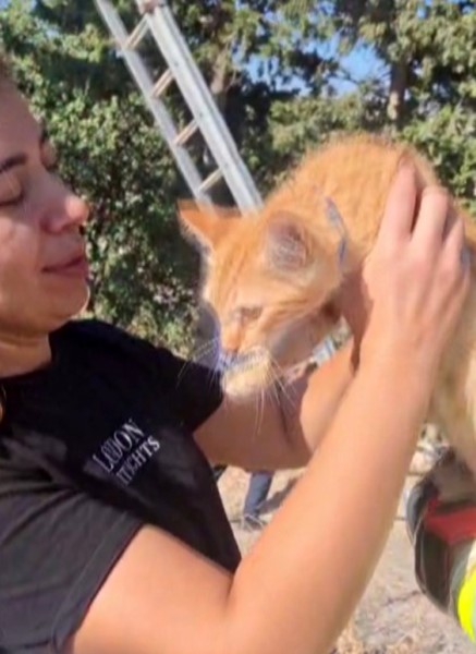Ağaçta mahsur kalan kedi, merdiven yardımıyla kurtarıldı