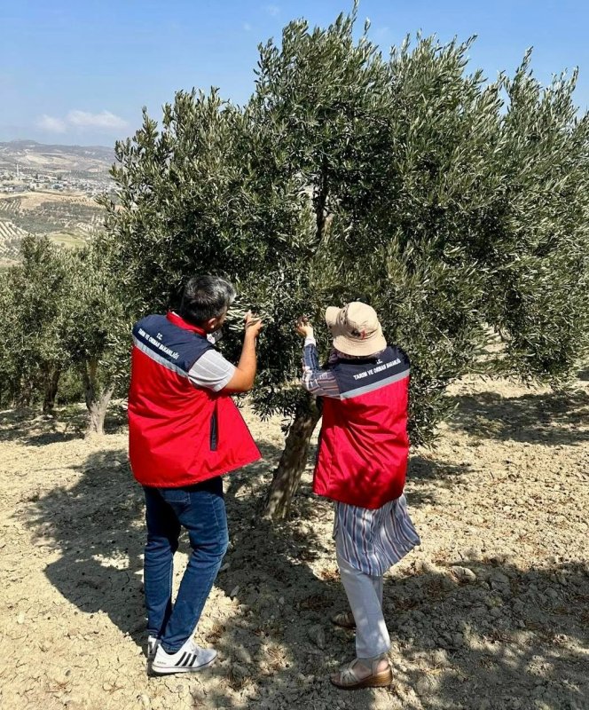 ZEYTİN ÜRETİCİLERİ BİLGİLENDİRİLDİ