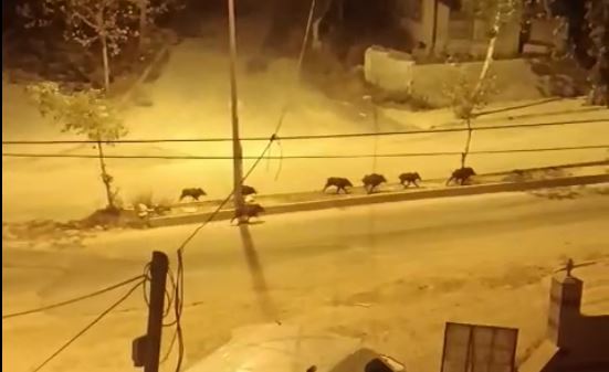 Hatay’da aç kalan domuz sürüsünün şehre indiği anlar kamerada