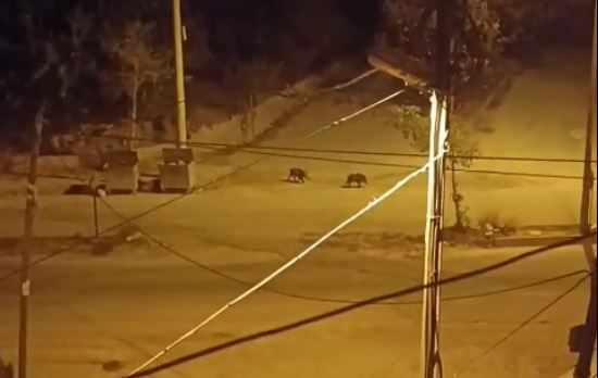 Hatay’da aç kalan domuz sürüsünün şehre indiği anlar kamerada