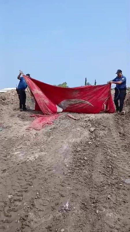 Moloz yığınları arasındaki Türk bayrağını öpüp, başına koyan polis takdir topladı (Fotoğraflı) Ferit Savaş HATAY (İHA) - Hatay'da vatandaşlar tarafından sosyal medyada Türk bayrağının moloz yığını arasında kalarak zarar gördüğünün paylaşılması üzerine harekete geçen polis ekipleri, bayrağı enkaz içerisinden aldılar. Bayrağı topladığı esnada öpüp, başına koyun polis memuruysa takdir topladı. Arsuz ilçesi Nardüzü Mahallesi'nde yıkımı yapılan bir sitenin enkazı içerisinde Türk bayrağının zarar görmüş halde bulunduğunu vatandaşlar sosyal medya üzerinden paylaştı. Görüntüler üzerine Arsuz Emniyet Müdürlüğü ekipleri bölgeye giderek bayrağı bulunduğu yerden adılar. Bayrağı topladığı esnada öpüp başına koyun polis memurunun o anlarıysa kameraya yansıdı. Takdir toplayan görüntüde bayrağı 3 kez öpüp, başına koyan polis memuru bayrağa olan saygısıyla dikkat çekti.