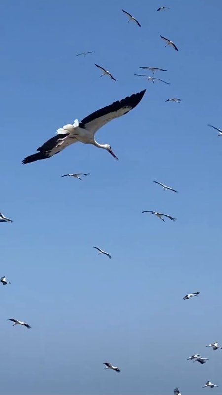 Gökyüzünü kaplayan yüzlerce leyleğin göç yolculuğu (Fotoğraflı) Neslihan Zerenli HATAY (İHA) - Hatay'da gökyüzünü kaplayan yüzlerce leyleğin yerleşim yerlerinin üzerinde evlere yakın bir noktada gerçekleştirdikleri göç yolcukları görsel şölen oluşturdu. Türkiye'nin en güneyinde yer alan Hatay göçmen kuşların uğrak noktaları arasında. Geçtiğimiz günlerde göç yolunda olan yüzlerce leylek, Arsuz ilçesi Karaağaç Mahallesi'nde yerleşim yerlerinin üzerinde vatandaşlar tarafından görüldü. Akdeniz kıyısında yer yüzüne yakın bir noktada süzülerek gökyüzünü kaplayan leyleklerin görsel şölen oluşturan göç yolculukları adeta mest etti. Cep telefonuyla mest eden anları kayıt altına alan vatandaşların çektikleri görüntüler sosyal medyada ilgi odağı oldu. "Gerçekten çok hoş bir manzaraydı" Göç şölenine tanıklık eden Fevziye Arslan, komşularının haber vermesiyle dışarı çıktığını belirterek, "Komşular 'Leylekler gelmiş' diye çağırdı. Gerçekten çok hoş, çok güzel bir manzara. Bu sene bayağı çok gelmişler. Her sene buradan geçmelerinden gerçekten mutlu oluyoruz" dedi. Avrupa, Balkanlar ve Anadolu'daki üreme bölgelerinde yaz dönemini geçiren leyleklerin, yavrularını büyütmelerinin ardından Afrika'ya doğru başlattığı bu tarihi yolculuğun, ağustos ayının ortalarından eylül ortalarına kadar Hatay semalarında yoğun bir şekilde devam etmesi bekleniyor.