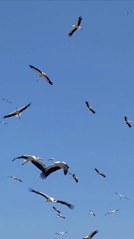 Gökyüzünü kaplayan yüzlerce leyleğin göç yolculuğu (Fotoğraflı) Neslihan Zerenli HATAY (İHA) - Hatay'da gökyüzünü kaplayan yüzlerce leyleğin yerleşim yerlerinin üzerinde evlere yakın bir noktada gerçekleştirdikleri göç yolcukları görsel şölen oluşturdu. Türkiye'nin en güneyinde yer alan Hatay göçmen kuşların uğrak noktaları arasında. Geçtiğimiz günlerde göç yolunda olan yüzlerce leylek, Arsuz ilçesi Karaağaç Mahallesi'nde yerleşim yerlerinin üzerinde vatandaşlar tarafından görüldü. Akdeniz kıyısında yer yüzüne yakın bir noktada süzülerek gökyüzünü kaplayan leyleklerin görsel şölen oluşturan göç yolculukları adeta mest etti. Cep telefonuyla mest eden anları kayıt altına alan vatandaşların çektikleri görüntüler sosyal medyada ilgi odağı oldu. "Gerçekten çok hoş bir manzaraydı" Göç şölenine tanıklık eden Fevziye Arslan, komşularının haber vermesiyle dışarı çıktığını belirterek, "Komşular 'Leylekler gelmiş' diye çağırdı. Gerçekten çok hoş, çok güzel bir manzara. Bu sene bayağı çok gelmişler. Her sene buradan geçmelerinden gerçekten mutlu oluyoruz" dedi. Avrupa, Balkanlar ve Anadolu'daki üreme bölgelerinde yaz dönemini geçiren leyleklerin, yavrularını büyütmelerinin ardından Afrika'ya doğru başlattığı bu tarihi yolculuğun, ağustos ayının ortalarından eylül ortalarına kadar Hatay semalarında yoğun bir şekilde devam etmesi bekleniyor.