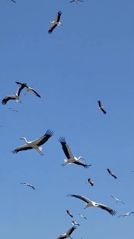 Gökyüzünü kaplayan yüzlerce leyleğin göç yolculuğu (Fotoğraflı) Neslihan Zerenli HATAY (İHA) - Hatay'da gökyüzünü kaplayan yüzlerce leyleğin yerleşim yerlerinin üzerinde evlere yakın bir noktada gerçekleştirdikleri göç yolcukları görsel şölen oluşturdu. Türkiye'nin en güneyinde yer alan Hatay göçmen kuşların uğrak noktaları arasında. Geçtiğimiz günlerde göç yolunda olan yüzlerce leylek, Arsuz ilçesi Karaağaç Mahallesi'nde yerleşim yerlerinin üzerinde vatandaşlar tarafından görüldü. Akdeniz kıyısında yer yüzüne yakın bir noktada süzülerek gökyüzünü kaplayan leyleklerin görsel şölen oluşturan göç yolculukları adeta mest etti. Cep telefonuyla mest eden anları kayıt altına alan vatandaşların çektikleri görüntüler sosyal medyada ilgi odağı oldu. "Gerçekten çok hoş bir manzaraydı" Göç şölenine tanıklık eden Fevziye Arslan, komşularının haber vermesiyle dışarı çıktığını belirterek, "Komşular 'Leylekler gelmiş' diye çağırdı. Gerçekten çok hoş, çok güzel bir manzara. Bu sene bayağı çok gelmişler. Her sene buradan geçmelerinden gerçekten mutlu oluyoruz" dedi. Avrupa, Balkanlar ve Anadolu'daki üreme bölgelerinde yaz dönemini geçiren leyleklerin, yavrularını büyütmelerinin ardından Afrika'ya doğru başlattığı bu tarihi yolculuğun, ağustos ayının ortalarından eylül ortalarına kadar Hatay semalarında yoğun bir şekilde devam etmesi bekleniyor.