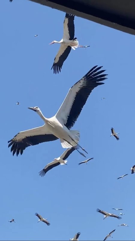 Gökyüzünü kaplayan yüzlerce leyleğin göç yolculuğu (Fotoğraflı) Neslihan Zerenli HATAY (İHA) - Hatay'da gökyüzünü kaplayan yüzlerce leyleğin yerleşim yerlerinin üzerinde evlere yakın bir noktada gerçekleştirdikleri göç yolcukları görsel şölen oluşturdu. Türkiye'nin en güneyinde yer alan Hatay göçmen kuşların uğrak noktaları arasında. Geçtiğimiz günlerde göç yolunda olan yüzlerce leylek, Arsuz ilçesi Karaağaç Mahallesi'nde yerleşim yerlerinin üzerinde vatandaşlar tarafından görüldü. Akdeniz kıyısında yer yüzüne yakın bir noktada süzülerek gökyüzünü kaplayan leyleklerin görsel şölen oluşturan göç yolculukları adeta mest etti. Cep telefonuyla mest eden anları kayıt altına alan vatandaşların çektikleri görüntüler sosyal medyada ilgi odağı oldu. "Gerçekten çok hoş bir manzaraydı" Göç şölenine tanıklık eden Fevziye Arslan, komşularının haber vermesiyle dışarı çıktığını belirterek, "Komşular 'Leylekler gelmiş' diye çağırdı. Gerçekten çok hoş, çok güzel bir manzara. Bu sene bayağı çok gelmişler. Her sene buradan geçmelerinden gerçekten mutlu oluyoruz" dedi. Avrupa, Balkanlar ve Anadolu'daki üreme bölgelerinde yaz dönemini geçiren leyleklerin, yavrularını büyütmelerinin ardından Afrika'ya doğru başlattığı bu tarihi yolculuğun, ağustos ayının ortalarından eylül ortalarına kadar Hatay semalarında yoğun bir şekilde devam etmesi bekleniyor.