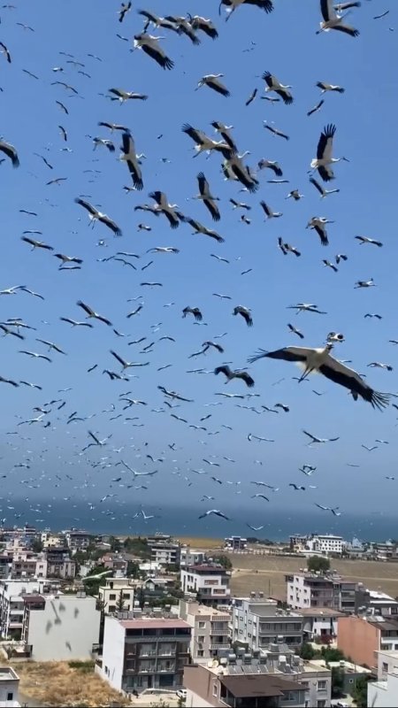 Gökyüzünü kaplayan yüzlerce leyleğin göç yolculuğu (Fotoğraflı) Neslihan Zerenli HATAY (İHA) - Hatay'da gökyüzünü kaplayan yüzlerce leyleğin yerleşim yerlerinin üzerinde evlere yakın bir noktada gerçekleştirdikleri göç yolcukları görsel şölen oluşturdu. Türkiye'nin en güneyinde yer alan Hatay göçmen kuşların uğrak noktaları arasında. Geçtiğimiz günlerde göç yolunda olan yüzlerce leylek, Arsuz ilçesi Karaağaç Mahallesi'nde yerleşim yerlerinin üzerinde vatandaşlar tarafından görüldü. Akdeniz kıyısında yer yüzüne yakın bir noktada süzülerek gökyüzünü kaplayan leyleklerin görsel şölen oluşturan göç yolculukları adeta mest etti. Cep telefonuyla mest eden anları kayıt altına alan vatandaşların çektikleri görüntüler sosyal medyada ilgi odağı oldu. "Gerçekten çok hoş bir manzaraydı" Göç şölenine tanıklık eden Fevziye Arslan, komşularının haber vermesiyle dışarı çıktığını belirterek, "Komşular 'Leylekler gelmiş' diye çağırdı. Gerçekten çok hoş, çok güzel bir manzara. Bu sene bayağı çok gelmişler. Her sene buradan geçmelerinden gerçekten mutlu oluyoruz" dedi. Avrupa, Balkanlar ve Anadolu'daki üreme bölgelerinde yaz dönemini geçiren leyleklerin, yavrularını büyütmelerinin ardından Afrika'ya doğru başlattığı bu tarihi yolculuğun, ağustos ayının ortalarından eylül ortalarına kadar Hatay semalarında yoğun bir şekilde devam etmesi bekleniyor.