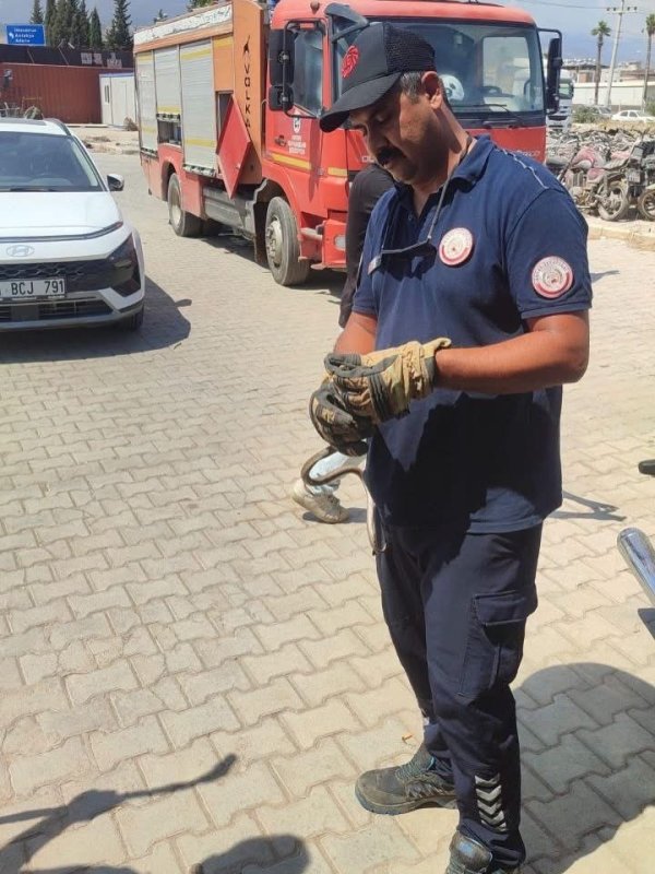Hatay'da yerleşim yerlerine giren yılanlar yakalandı (Fotoğraflı) İlayda Korkmaz HATAY (İHA) - Hatay’ın Kumlu ve Kırıkhan ilçelerinde yerleşim yerlerinde görülen yılanlar, itfaiyenin çalışmasıyla zarar verilmeden yakalanarak doğal yaşam alanlarına bırakıldılar. Havaların ısınmasıyla birlikte yerleşim yerlerinde görülen yılanlar için ekipler tarafından çalışma gerçekleştirildi. Kumlu ve Kırıkhan ilçelerinde yapılan müdahalelerde yılanlar ekipler tarafından güvenli şekilde yakalandı. Yakalanan yılanların herhangi bir zarar verilmeden doğal yaşam alanlarına bırakıldığı bildirildi.
