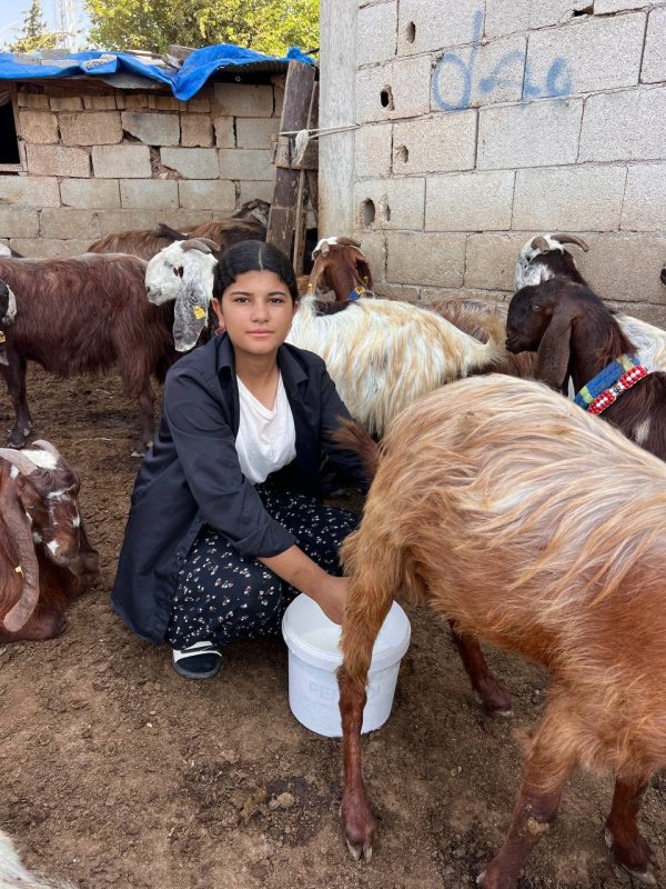 Babasına destek çıkmak için keçi besleyip hayvan ticareti yapmaya başladı (Fotoğraflı) Aykut Taştan HATAY (İHA) - Hatay'da 6 kız kardeşin en büyüğü olan 16 yaşındaki Esmanur Berköz, ailesine destek olmak için 5 keçiyle başladığı hayvancılıkta sayıyı 30'a çıkararak elde ettiği ekonomik gelirle babasının geçim yükünü hafifletiyor. Ata binip, hayvanlarla ilgilenen Esmanur'un annesiyse kızlarından memnun oldukları söyledi. Kumlu ilçesi Paşahöyük Mahallesi'nde yaşayan Yusuf ve Fatma Berköz çifti 6 kız çocuğu sahibi. Ailesine gündelik yevmiye işlerde çalışarak bakan baba Berköz'ün maddi olarak en büyük destekçisiyse 16 yaşındaki Esmanur Berköz oldu. Erkek evladı olmayan babasının iş yükünü hafifletmek amacıyla babasına yardım etmeye çalıştığında olumsuz yanıt alan Esmanur, babasının sözünü dinlemeyerek hayvancılığa başladı. Ailesinin desteğiyle 5 keçi alan Esmanur, yavrulamayla keçi sayısını 30'a yükseltti. Esmanur'un eşine yardım ettiğini söyleyen Fatma Berköz, "Erkek çocuğum yok Esma'yı da erkek evladı gibi yetiştirdik ve inşallah hep bizim destekçimiz olacak" dedi. At sırtında gezinen ve keçilerini besleyerek günlerini geçiren Esmanur Berköz, "Babam geçmişte hayvancılık yapıyordu ve benim hayvanlara ilgim o dönemde başladı. Babama yardımcı olmaya çalıştığımda, babam eve dönmemi isterdi. Bende babamın sözünü dinlemiyordum, keçi satın almaya başladı. İlk başta 5 tane aldım, sonra yavrularını sattım. Al, sat yaparak devam ettim ve şimdi yaklaşık 30 tane var. Biz 6 kız kardeşiz, erkek kardeşimiz yok. Babamın erkek çocuğu olmadığı için görevleri ben yerine getiriyorum. Sabah güne kuşlarımı ve atımı yemleyerek başlıyorum. Köpeğimi de besliyorum ve ardından keçilerimi yayıp 6 gibi getiriyorum" dedi. Kızının hayvanlarla uğraştığını söyleyen anne Fatma Berköz, "Şimdiye kadar keçilerle kızım uğraşıyor ve babasına destek çıkıyor. Erkek çocuğum yok Esma'yı da erkek evladı gibi yetiştirdik ve inşallah hep bizim destekçimiz olacak. Okulu babasına destek çıkmak için bıraktı. Keçilerle kendi uğraşıyor, babası günlük yevmiyeye gidiyor" dedi.