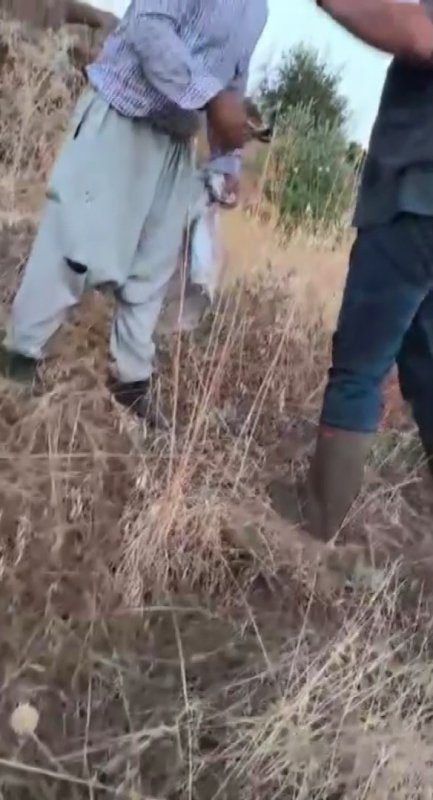 Sumağımı topladın tartışması kavgaya dönüşüyordu - Başkasına ait arazideki ürünlerin toplanmasıyla ilgili müftüden net cevap: "İzinsiz şekilde ürün toplanamaz, bu durum gerçekleşse de caiz olmaz" (Fotoğraflı) Yakup Söylemez HATAY (İHA) - Hatay'da kendine ait arazideki sumakların başkası tarafından toplandığını fark eden vatandaş, izinsiz sumağını toplayan şahsı kamerayla kayıt altına aldı. Sumakları toplayan şahıs kendini 'sen toplamıyorsun diye geldim' diyerek savunsa da Hassa ilçe Müftüsü Muhammed Enes Yılmaz, başkasına ait arazide izinsiz ürün toplamanın caiz olmadığını söyledi. Türkiye'nin bereketli topraklarından olan Hatay'da yaz mevsimi bereketi yaşanıyor. Hassa ilçesinde vatandaşların yemeklerde tüketmek için yetiştirdiği sumakta da hasat başladı. Vatandaşların severek tükettiği ve özenle yetiştirdikleri sumağın kilogram fiyatı 500 TL'den alıcı buluyor. Fiyat pahalılığı ve tüketim sıklığı nedeniyle her hasat döneminde mal sahipleri ve arazilerden izinsiz sumak toplayan vatandaşlar arasında sorun yaşanıyor. Geçtiğimiz günlerde arazisinde kendisinden izinsiz sumak toplayan bir şahsı fark eden yaşlı adam ve bir kadın o anları kayıt altına aldı. İzin almadan sumak toplayan şahıs ve mal sahibi arasında yaşanan konuşma kısa sürede tartışmaya dönüştü. Mal sahibinin tepkisi üzerine şahıs kendini 'kavga etmeyelim' diyerek 'ben bugün geldim, yemin ederim. Geçen sene ben ellemedim. Mal sahibi değilim sizi tanımıyorum, ne olur sakin, kavga etmeyelim' diyerek kendini savundu. Mal sahibinin jandarma çağıracağını söylemesi üzerineyse gergin anlar yaşandı ve bir süre sonra şahıs bölgeden uzaklaştı. Konuyla ilgili açıklama yapan Hassa ilçe Müftüsü Muhammed Enes Yılmaz, başkasına ait arazide izinsiz ürün toplamanın caiz olmadığını ifade ederek, "Öncelikle şunu belirtmemiz lazım, kişinin kendi tapulu arazisinde yetişen bir ürünse bunun kendiliğinden oluşması bir durum fark ettirmez. Bu vatandaşın kendi mülkiyetidir, kendi mülkünde istediği gibi tasarrufa sahiptir. Başkasına ait arazide izinsiz şekilde ürün toplanamaz, bu durum gerçekleşse de caiz olmaz. Hazine arazisinde devlet izni varsa toplayabilir, devlet izni yoksa onu da toplayamaz" dedi. Öte yandan, bölgede sıklıkla yaşanan sumak toplama sorunuyla ilgili Abdulkadir Sarı da kendisine ait arazideki sumakların başkaları tarafından toplandığını söyledi. Sarı, "Benim arazimde 3 tane sumak ağacım var. Bir hafta önce gelmiştim, daha olmamıştı ve 1 hafta sonra keselim dedik. Dün geldiğimizde ağacın başında sumak kalmamış, toplanmış. Parası mühim değil ama biz kendi ekşimizi çıkarıyoruz. Kendi malımız olduğu için başka yerden almıyoruz. Almış götürmüş önemli değil ama böyle koparılmasından razı değiliz" diye konuştu.