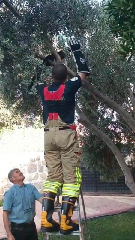 Patisi ağacın dalına sıkışan kedinin yardımına itfaiye yetişti (Fotoğraflı) Aykut Taştan HATAY (İHA) - Hatay’da arka patisini ağacın dalının arasına sıkıştırarak mahsur kalan kediyi itfaiye kurtardı. Kumlu ilçesinde bir evin bahçesinde arka patisini ağacın dalına sıkıştıran kedi mahsur kaldı. İhbar üzerine bölgeye itfaiye ekibi sevk edildi. İtfaiye personeli, kediye zarar vermeden patiyi sıkıştığı yerden kurtardı. Sağlık kontrolleri yapılan kedi doğal yaşam alanına bırakıldı.