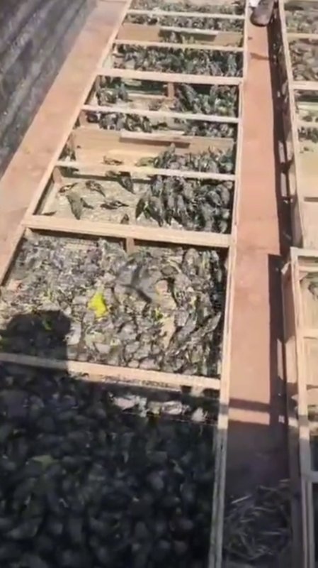 Suriye'ye geçirilmek istenen 2 bin 114 saka kuşuna 19 milyon 871 bin TL ceza (Fotoğraflı) İlayda Korkmaz HATAY (İHA) - Hatay'da jandarma ekipleri tarafından Suriye sınırında traktör römorkunda yapılan kontrollerde gizli bölmede saklanan 2 bin 114 saka kuşu ele geçirildi. Kuşlar doğal yaşam alanına bırakılırken şahsa 19 milyon 871 bin TL para cezası uygulandı. Olay, 20 Ağustos tarihinde Altınözü ilçesi Kıyıgören Mahallesi Suriye sınırında yaşandı. Jandarma ekiplerinin C.S. isimli şahsın kullandığı traktör ve römorkta yapılan kontrolde, gizli bölmenin altında saklanan 6 ahşap kasa içerisinde 2 bin 114 saka kuşu bulundu. Türkiye'de saka kuşunun neslinin korunması amacıyla izinsiz şekilde evde beslenmesi, alınıp satılması veya avlanması suç olduğundan kuşlara el konuldu. Olayla ilgili kuşları Suriye'ye geçirmek isteyen C.S. isimli şahsa 19 milyon 871 bin 600 TL idari yaptırım uygulandı. El konulan saka kuşları, Doğa Koruma ve Milli Parklar İl Müdürlüğü ekipleri ile jandarma ekiplerince doğal yaşam alanlarına bırakıldı.
