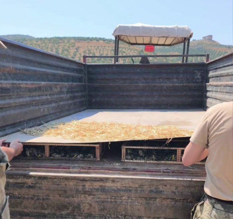 Suriye'ye geçirilmek istenen 2 bin 114 saka kuşuna 19 milyon 871 bin TL ceza (Fotoğraflı) İlayda Korkmaz HATAY (İHA) - Hatay'da jandarma ekipleri tarafından Suriye sınırında traktör römorkunda yapılan kontrollerde gizli bölmede saklanan 2 bin 114 saka kuşu ele geçirildi. Kuşlar doğal yaşam alanına bırakılırken şahsa 19 milyon 871 bin TL para cezası uygulandı. Olay, 20 Ağustos tarihinde Altınözü ilçesi Kıyıgören Mahallesi Suriye sınırında yaşandı. Jandarma ekiplerinin C.S. isimli şahsın kullandığı traktör ve römorkta yapılan kontrolde, gizli bölmenin altında saklanan 6 ahşap kasa içerisinde 2 bin 114 saka kuşu bulundu. Türkiye'de saka kuşunun neslinin korunması amacıyla izinsiz şekilde evde beslenmesi, alınıp satılması veya avlanması suç olduğundan kuşlara el konuldu. Olayla ilgili kuşları Suriye'ye geçirmek isteyen C.S. isimli şahsa 19 milyon 871 bin 600 TL idari yaptırım uygulandı. El konulan saka kuşları, Doğa Koruma ve Milli Parklar İl Müdürlüğü ekipleri ile jandarma ekiplerince doğal yaşam alanlarına bırakıldı.
