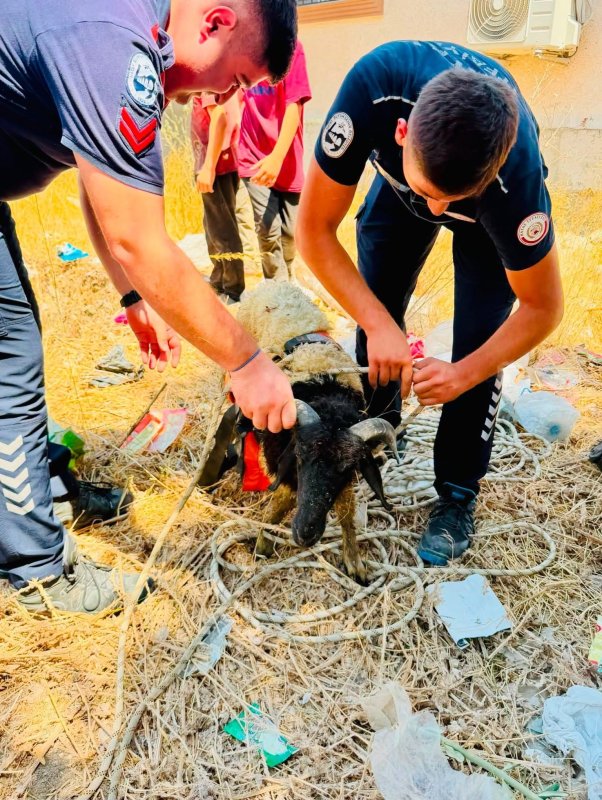 Antakya’da kuyuya düşen 2 koyun kurtarıldı (Fotoğraflı) İlayda Korkmaz HATAY (İHA) - Hatay’ın Antakya ilçesinde kuyuya düşerek mahsur kalan 2 koyun, itfaiye ekiplerinin çalışmasıyla kurtarılarak sahibine teslim edildi. Olay, Antakya ilçesi Narlıca Mahallesi’nde üst geçit yanında meydana geldi. Kuyuya düşen 2 koyunun mahsur kaldığını fark eden vatandaşların ihbarı üzerine bölgeye ekipler sevk edildi. Ekiplerin titiz çalışması sonucu koyunlar kısa sürede kuyudan çıkarıldı. Sağlıklı şekilde kurtarılan koyunlar sahibine teslim edildi.