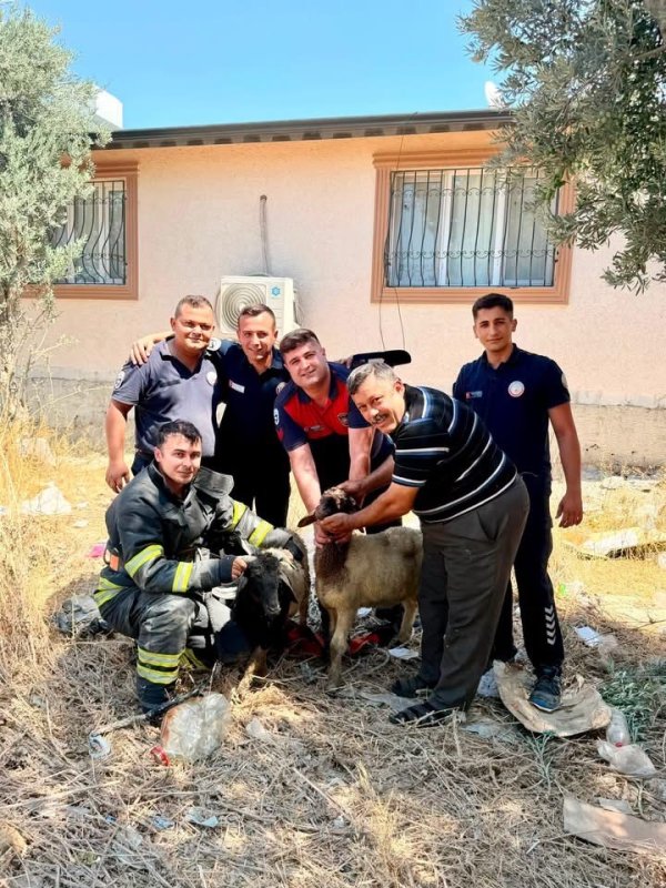 Antakya’da kuyuya düşen 2 koyun kurtarıldı (Fotoğraflı) İlayda Korkmaz HATAY (İHA) - Hatay’ın Antakya ilçesinde kuyuya düşerek mahsur kalan 2 koyun, itfaiye ekiplerinin çalışmasıyla kurtarılarak sahibine teslim edildi. Olay, Antakya ilçesi Narlıca Mahallesi’nde üst geçit yanında meydana geldi. Kuyuya düşen 2 koyunun mahsur kaldığını fark eden vatandaşların ihbarı üzerine bölgeye ekipler sevk edildi. Ekiplerin titiz çalışması sonucu koyunlar kısa sürede kuyudan çıkarıldı. Sağlıklı şekilde kurtarılan koyunlar sahibine teslim edildi.