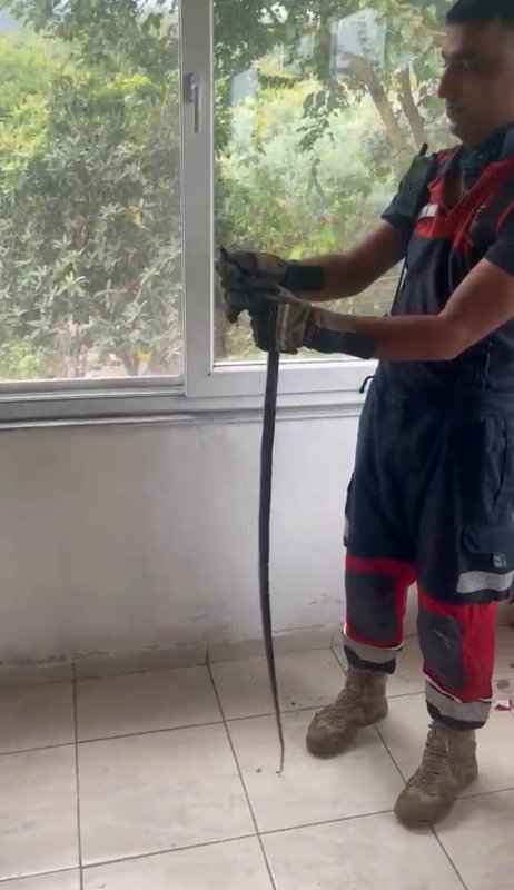 Eve giren yılan pencere arasına sıkıştı (Fotoğraflı) Esma Kural HATAY (İHA) - Hatay’ın Dörtyol ilçesinde bir evin pencere arasına sıkışan yılan, itfaiye ekiplerin müdahalesiyle kurtarıldı. Olay, Dörtyol ilçesi Ocaklı Mahallesi’nde meydana geldi. Evin pencere arasına yılan sıkıştığını fark eden vatandaşların ihbarı üzerine bölgeye ekipler sevk edildi. Ekiplerin titiz çalışması sonucu yılan bulunduğu yerden çıkarıldı. Kurtarılan yılan, doğal yaşam alanına bırakıldı. Yılanın kurtarılmasıyla ev sahibi rahat nefes aldı. Yılanın yakalandığı anlarsa kameraya yansıdı.