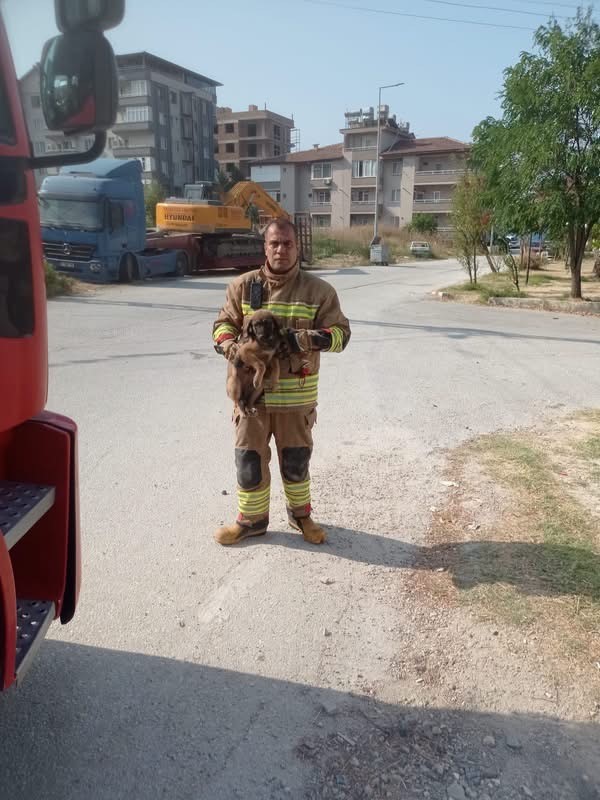 Hatay'da mahsur kalan hayvanlar kurtarıldı