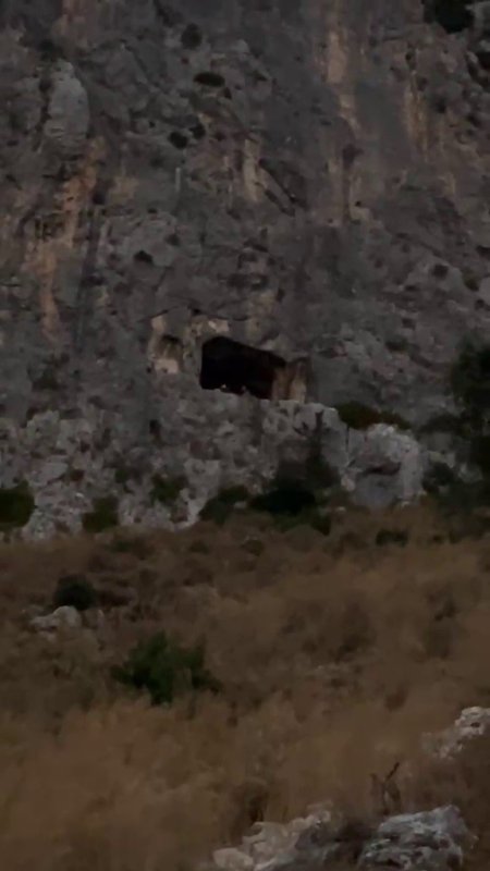 Dağ yüzeyindeki mağarada mahsur kalan şahıs kurtarıldı (Fotoğraflı - Görüntülü) Neslihan Zerenli HATAY (İHA) - Hatay'da çıktığı dağlık alanda girdiği mağara içerisinden inemeyerek mahsur kalan şahsı AFAD ve itfaiye ekipleri kurtardı. Antakya ilçesi Hacı Ömer Alpagot Mahallesi İzmir Caddesi mevkiinden dağlık alana çıkan akli dengesi bozuk şahıs, mağara içerisine girdi. Girdiği mağaradan çıkamayan şahsı fark eden vatandaşlar durumu 112 Acil Çağrı Merkezi'ne bildirdi. Şahıs, AFAD ve itfaiye ekiplerinin ortak çalışmasıyla girdiği mağaradan kurtarıldı ve sağlık kontrolleri için sağlık ekiplerine teslim edildi. Şahsın sağlık durumunun iyi olduğu ve mağara içerisine ibadet etmek için girdiğini söylediği öğrenildi.