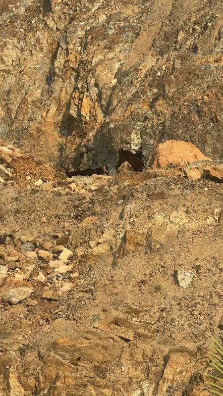 Dağ yamacında mahsur kalan inatçı keçiler 2 saatlik operasyonla kurtarıldı (Fotoğraflı - Görüntülü) Ahmet Arslan - Aykut Taştan HATAY (İHA) - Hatay’da tırmandıkları dağlık alanda mahsur kalan 2 keçi, AFAD ve itfaiye ekiplerinin 2 saat süren zorlu operasyonuyla kurtarıldı. Samandağ ilçesi Çöğürlü Mahallesi’nde tırmandıkları dağda mahsur kalan 2 keçiyi fark eden sahibi durumu 112 Acil Çağrı Merkezi’ne bildirdi. İhbar üzerine bölgeye AFAD ve itfaiye ekibi sevk edildi. İnatçı keçiler, itfaiye ve AFAD’ın koordineli ve hızlı müdahalesiyle 2 saat süren çalışmayla kurtarıldı. Güvenle kurtarılan inatçı keçiler sahibine teslim edildi.