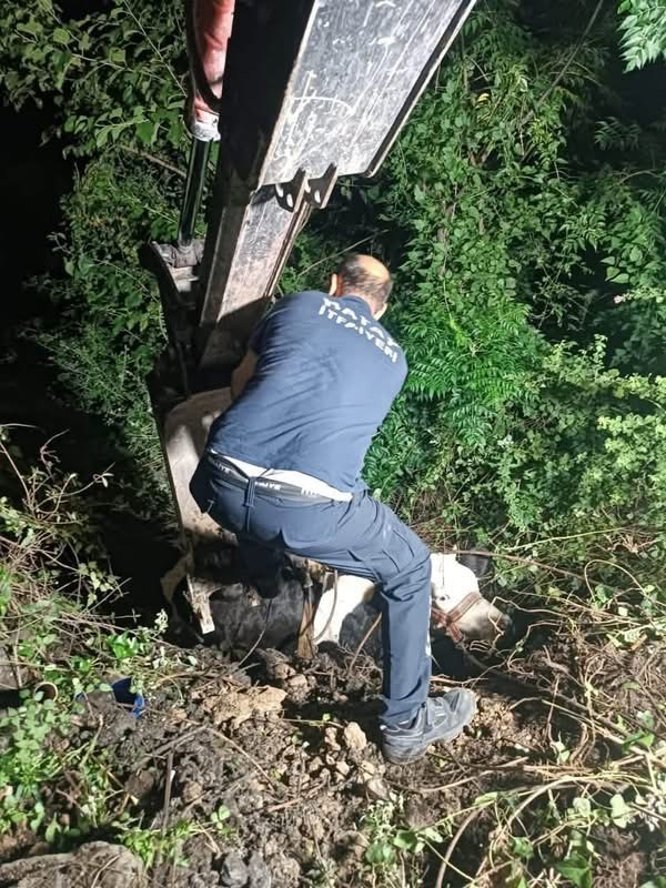  İskenderun'da uçurumdan düşen inek iş makinesiyle kurtarıldı (Fotoğraflı) İlayda Korkmaz HATAY (İHA) - Hatay'ın İskenderun ilçesinde uçurumdan düşerek mahsur kalan inek, ekiplerin hızlı ve koordineli müdahalesiyle iş makinesiyle kurtarıldı. Olay, İskenderun ilçesi Karayılan Mahallesi'nde meydana geldi. Uçuruma düşen ineği kendi imkanlarıyla kurtaramayan vatandaş durumu itfaiye ekiplerine bildirdi. İhbar üzerine bölgeye ekipler sevk edildi. Ekiplerin çalışması sonucu uçurumdan sağlıklı şekilde iş makinesiyle kurtarılan inek, sahiplerine teslim edildi.