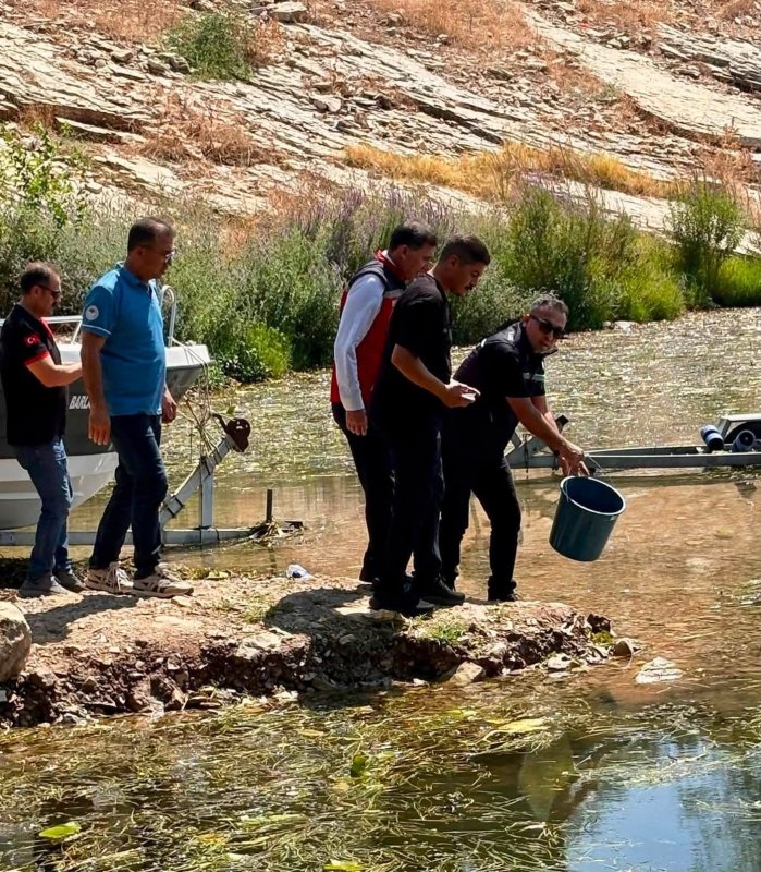 HATAY (İHA) - Tarım ve Orman Bakanlığı tarafından yürütülen Su Kaynaklarının Balıklandırılması Projesi kapsamında Hatay’daki baraj ve göletlere 682 bin sazan yavrusu bırakıldı.