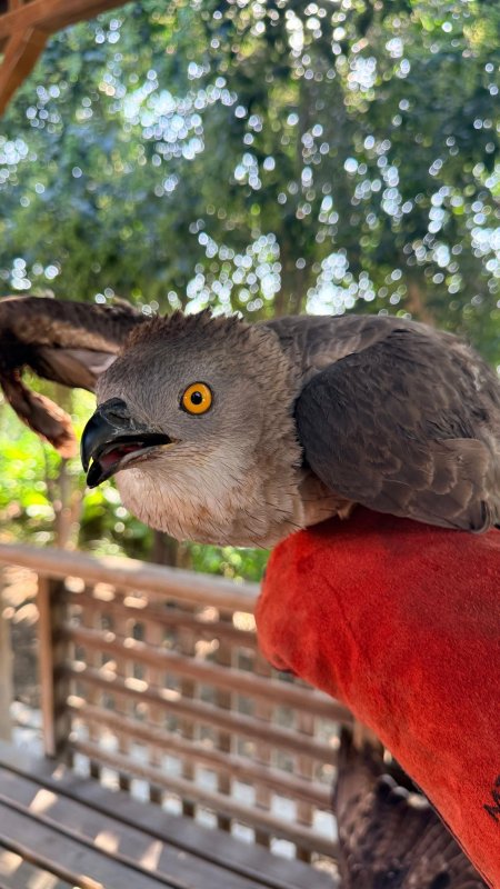 Hatay'da 7 arı şahini avlayan şahsa ceza yağdı (Fotoğraflı) HATAY (İHA) - Hatay'da 7 arı şahini avlayan şahsa 26 bin TL idari yaptırım cezası uygulanırken. 5 ölü, 2 yaralı olmak üzere 7 arı şahini için 1 milyon 330 bin TL tazminat raporu hazırlandı. Edinilen bilgilere göre, Serinyol jandarma ekipleri yapılan kontrollerde Antakya ilçesi Üçgedik Mahallesi'nde avlanan bir kişiyi yakaladı. Hatay Doğa Koruma ve Milli Parklar Müdürlüğü'nce şahsa, "Koruma altındaki yaban hayvanlarının avlanması", "Avlanma süresi dışında avlanma", "Avlaklarda avcılık belgesi olmadan avlanma", "Haznesi iki fişek alacak şekilde sınırlandırılmamış otomatik, yarı otomatik ve pompalı yivsiz av tüfekleriyle avlanma" maddelerinden toplam 26 bin 278 TL idari yaptırım cezası uygulandı. Ayrıca şahsın vurmuş olduğu 5 ölü, 2 yaralı olmak üzere toplam 7 arı şahini için 1 milyon 330 bin TL tazminat raporu hazırlandı. Şahsın olay sırasında kullanmış olduğu yarı otomatik av tüfeğine de el konuldu.