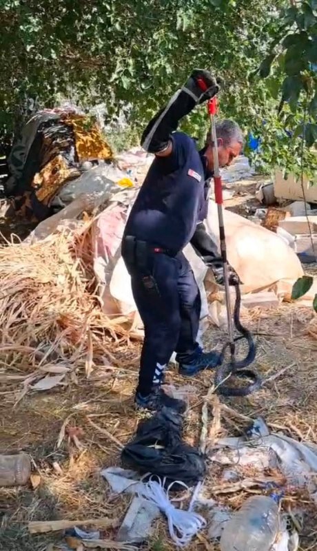 Evin bahçesine giren 2 metrelik yılan korkuttu (Fotoğraflı) Aykut Taştan HATAY (İHA) - Hatay'da evin bahçesine giren yaklaşık 2 metrelik kara yılanı itfaiye ekipleri yakaladı. Antakya ilçesi Serinyol Mahallesi'nde bulanan müstakil evin bahçesinde yılan gören vatandaşlar durumu itfaiye ekiplerine bildirdi. Yılan, itfaiye ekiplerinin çalışmasıyla zarar verilmeden yakalanarak doğal yaşam alanına bırakıldı. Yılanın yaklaşık 2 metre uzunluğunda ve siyah olduğu görüldü. Yılanın yakalanmasıyla ev sakinleri rahat nefes aldı.