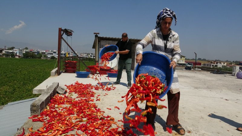 Kavurucu sıcakta devam eden acı mesaiyle birlikte damlar kırmızıya büründü