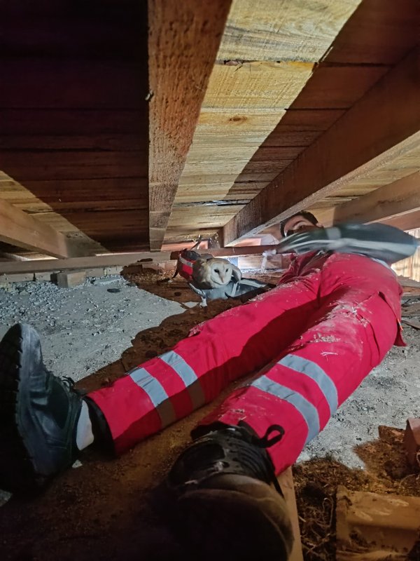 Telef olan eşinin başından ayrılmayan baykuş kurtarıldı (Fotoğraflı - Görüntülü) Ahmet Arslan HATAY (İHA) - Hatay'da eşi telef olan peçeli baykuş, mahsur kaldığı çatı katında itfaiye ekipleri tarafından kurtarıldı. Kurtarılan peçeli baykuş, Doğa Koruma ve Milli Parklar Müdürlüğü'nde koruma altına alındı. Antakya ilçesi Kuzeytepe Mahallesi'nde peçeli baykuş, bir evin çatı katında mahsur kaldı. Peçeli baykuşun sesini duyan ev sahibi, çatı katında baykuşun mahsur kaldığını görünce 112 Acil Çağrı Merkezi'ne bildirdi. İhbar üzerine olay yerine itfaiye ekipleri sevk edildi. Kısa sürede olay yerine gelen itfaiye ekipleri, koruyucu eldivenle peçeli baykuşu mahsur kaldığı yerden kurtardı. Kurtarılan peçeli baykuş, Doğa Koruma ve Milli Parklar Müdürlüğü'ne teslim edildi. Peçeli baykuşun, telef olan eşinin başından ayrılmadığı anlar kameraya yansıdı.