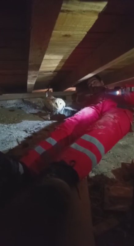 Telef olan eşinin başından ayrılmayan baykuş kurtarıldı (Fotoğraflı - Görüntülü) Ahmet Arslan HATAY (İHA) - Hatay'da eşi telef olan peçeli baykuş, mahsur kaldığı çatı katında itfaiye ekipleri tarafından kurtarıldı. Kurtarılan peçeli baykuş, Doğa Koruma ve Milli Parklar Müdürlüğü'nde koruma altına alındı. Antakya ilçesi Kuzeytepe Mahallesi'nde peçeli baykuş, bir evin çatı katında mahsur kaldı. Peçeli baykuşun sesini duyan ev sahibi, çatı katında baykuşun mahsur kaldığını görünce 112 Acil Çağrı Merkezi'ne bildirdi. İhbar üzerine olay yerine itfaiye ekipleri sevk edildi. Kısa sürede olay yerine gelen itfaiye ekipleri, koruyucu eldivenle peçeli baykuşu mahsur kaldığı yerden kurtardı. Kurtarılan peçeli baykuş, Doğa Koruma ve Milli Parklar Müdürlüğü'ne teslim edildi. Peçeli baykuşun, telef olan eşinin başından ayrılmadığı anlar kameraya yansıdı.