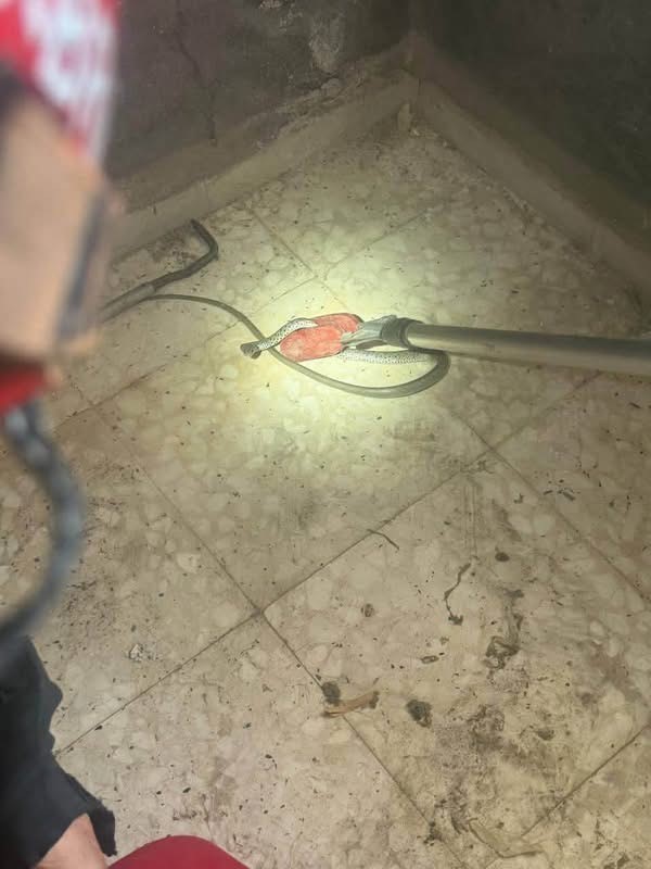 Antakya'da eve giren yılan yakalandı  (Fotoğraflı)  İlayda Korkmaz HATAY (İHA) - Hatay'da evde görülen yılan, ekiplerin çalışmasıyla zarar verilmeden yakalanarak doğal yaşam alanına bırakıldı.  Sıcak havanın etkisini hissettirdiği bölgede sürüngenler, insanların yaşam alanlarına girmeye devam ediyor. Antakya ilçesi Küçükdalyan Mahallesi'ndeki bir evin içerisinde yılan görüldü. Ekiplerin müdahalesiyle güvenli şekilde yakalanan yılan, daha sonra doğal yaşam alanına bırakıldı.