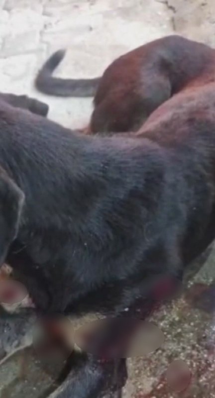 Silahla vurulan sokak köpeğine polis ekipleri sahip çıktı (Fotoğraflı) Ramazan İlın HATAY (İHA) - Hatay'ın Samandağ ilçesinde silahla vurularak yaralanan sokak köpeğine polis ekipleri sahip çıktı. Devriye sırasında yaralı köpeği fark eden ekipler, hayvanı tedavi edilmek üzere veterinere götürdü. Olay, Samandağ ilçesi Atatürk Mahallesi'nde meydana geldi. Devriye görevi yapan polis ekipleri, yol kenarında yaralı halde yatan sokak köpeğini fark etti. Yaralı köpeğin yarasına bakan polis ekipleri, köpeğin silahla vurulduğunu belirledi. Polis ekipleri silahla vurulan yaralı köpeği, tedavi edilmesi için veterinere götürdü. Köpeği silahla yaralayan şüpheli ya da şüphelilerin yakalanması için çalışma başlatan polis ekiplerinin olayla ilgili soruşturmasının sürdüğü öğrenildi. Öte yandan köpeğin veterinerdeki tedavisinin sürdüğü öğrenildi.