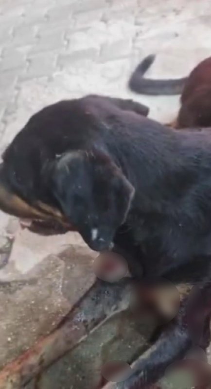 Silahla vurulan sokak köpeğine polis ekipleri sahip çıktı (Fotoğraflı) Ramazan İlın HATAY (İHA) - Hatay'ın Samandağ ilçesinde silahla vurularak yaralanan sokak köpeğine polis ekipleri sahip çıktı. Devriye sırasında yaralı köpeği fark eden ekipler, hayvanı tedavi edilmek üzere veterinere götürdü. Olay, Samandağ ilçesi Atatürk Mahallesi'nde meydana geldi. Devriye görevi yapan polis ekipleri, yol kenarında yaralı halde yatan sokak köpeğini fark etti. Yaralı köpeğin yarasına bakan polis ekipleri, köpeğin silahla vurulduğunu belirledi. Polis ekipleri silahla vurulan yaralı köpeği, tedavi edilmesi için veterinere götürdü. Köpeği silahla yaralayan şüpheli ya da şüphelilerin yakalanması için çalışma başlatan polis ekiplerinin olayla ilgili soruşturmasının sürdüğü öğrenildi. Öte yandan köpeğin veterinerdeki tedavisinin sürdüğü öğrenildi.