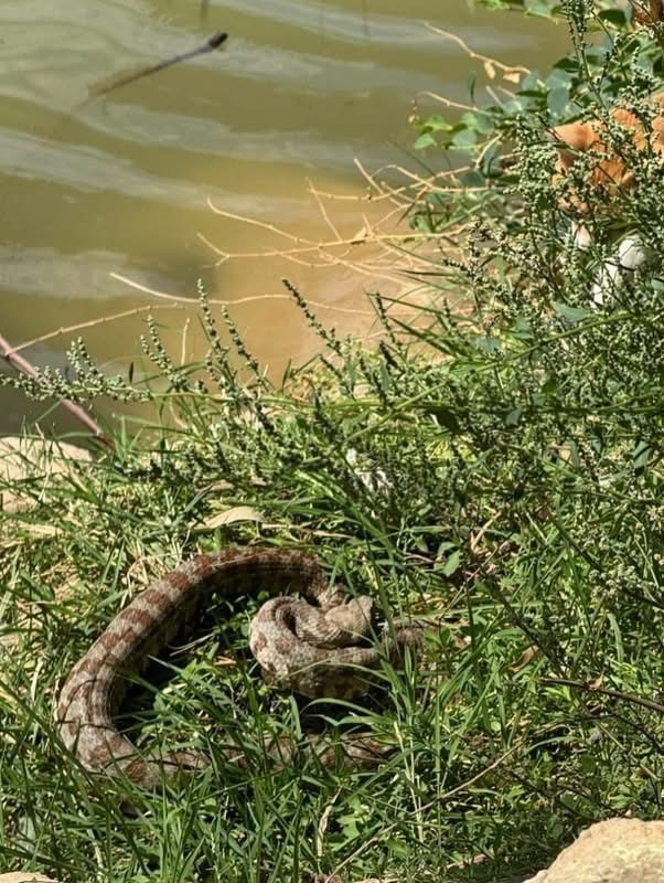Reyhanlı’da göl kenarında görülen yılan yakalandı (Fotoğraflı) İlayda Korkmaz HATAY (İHA) - Hatay’ın Reyhanlı ilçesinde Yenişehir gölü kenarında görülen yılan yakalanarak doğaya bırakıldı. Yenişehir mevkisinde göl kenarında yılan görülmesi üzerine ekipler bölgeye yönlendirildi. Yapılan çalışma kapsamında yılan, ekipler tarafından kontrollü şekilde yakalandı. Herhangi bir zarar verilmeden yakalanan yılan, ekipler tarafından bölgeden güvenli şekilde uzaklaştırıldı.