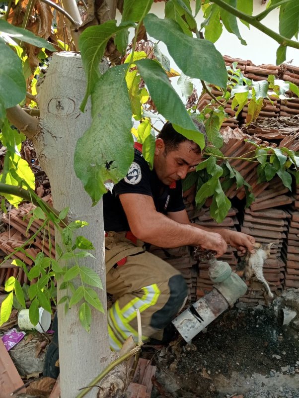 Vanaya sıkışarak mahsur kalan yavru kedi, itfaiye ekiplerinin çalışmasıyla kurtarıldı (Fotoğraflı - Görüntülü) Neslihan Zerenli HATAY (İHA) - Hatay'da girdiği borunun vanasında sıkışarak mahsur kalan yavru kedi, itfaiye ekiplerinin uzun süren çalışmasıyla kurtarıldı. İskenderun ilçesi Sakarya Mahallesi’nde bulunan havuzun borusuna girmeye çalışan yavru kedi, vana içerisinde sıkışarak mahsur kaldı. Yavru kedinin miyavlamasını duyan vatandaşlar, kendi imkanlarıyla kediyi kurtaramayınca durumu itfaiye ekiplerine bildirdi. İtfaiye ekipleri, bölgeye gelerek boruyu kesti ve kediyi çıkarmak için soluğu sanayide aldı. Sanayide vanaya yapılan müdahalenin ardından yavru kedi, sıkıştığı yerden çıkarıldı. Yavru kedi, sağlık kontrollerinin sağlanması için veteriner hekime teslim edildi. Yavru kedinin acı çekerken çıkardığı sesleri esnasında itfaiye ekiplerinin çalışmaları yürekleri ısıttı.