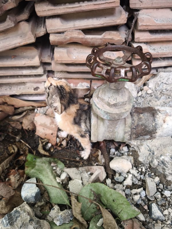 Vanaya sıkışarak mahsur kalan yavru kedi, itfaiye ekiplerinin çalışmasıyla kurtarıldı (Fotoğraflı - Görüntülü) Neslihan Zerenli HATAY (İHA) - Hatay'da girdiği borunun vanasında sıkışarak mahsur kalan yavru kedi, itfaiye ekiplerinin uzun süren çalışmasıyla kurtarıldı. İskenderun ilçesi Sakarya Mahallesi’nde bulunan havuzun borusuna girmeye çalışan yavru kedi, vana içerisinde sıkışarak mahsur kaldı. Yavru kedinin miyavlamasını duyan vatandaşlar, kendi imkanlarıyla kediyi kurtaramayınca durumu itfaiye ekiplerine bildirdi. İtfaiye ekipleri, bölgeye gelerek boruyu kesti ve kediyi çıkarmak için soluğu sanayide aldı. Sanayide vanaya yapılan müdahalenin ardından yavru kedi, sıkıştığı yerden çıkarıldı. Yavru kedi, sağlık kontrollerinin sağlanması için veteriner hekime teslim edildi. Yavru kedinin acı çekerken çıkardığı sesleri esnasında itfaiye ekiplerinin çalışmaları yürekleri ısıttı.