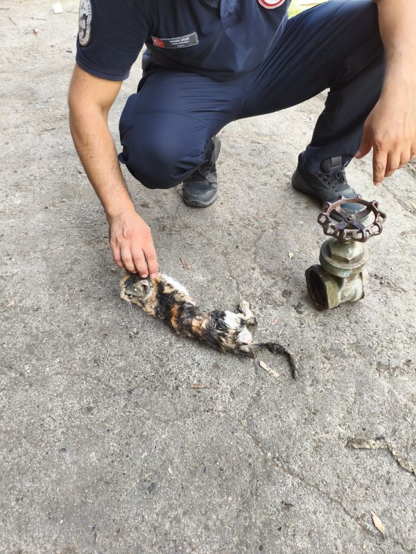 Vanaya sıkışarak mahsur kalan yavru kedi, itfaiye ekiplerinin çalışmasıyla kurtarıldı (Fotoğraflı - Görüntülü) Neslihan Zerenli HATAY (İHA) - Hatay'da girdiği borunun vanasında sıkışarak mahsur kalan yavru kedi, itfaiye ekiplerinin uzun süren çalışmasıyla kurtarıldı. İskenderun ilçesi Sakarya Mahallesi’nde bulunan havuzun borusuna girmeye çalışan yavru kedi, vana içerisinde sıkışarak mahsur kaldı. Yavru kedinin miyavlamasını duyan vatandaşlar, kendi imkanlarıyla kediyi kurtaramayınca durumu itfaiye ekiplerine bildirdi. İtfaiye ekipleri, bölgeye gelerek boruyu kesti ve kediyi çıkarmak için soluğu sanayide aldı. Sanayide vanaya yapılan müdahalenin ardından yavru kedi, sıkıştığı yerden çıkarıldı. Yavru kedi, sağlık kontrollerinin sağlanması için veteriner hekime teslim edildi. Yavru kedinin acı çekerken çıkardığı sesleri esnasında itfaiye ekiplerinin çalışmaları yürekleri ısıttı.